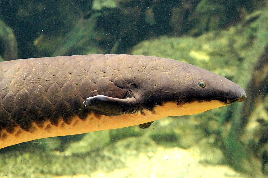 South American lungfish 