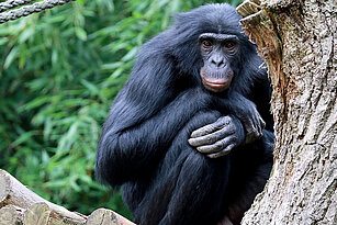 Bonobo sitzt auf einem Baum