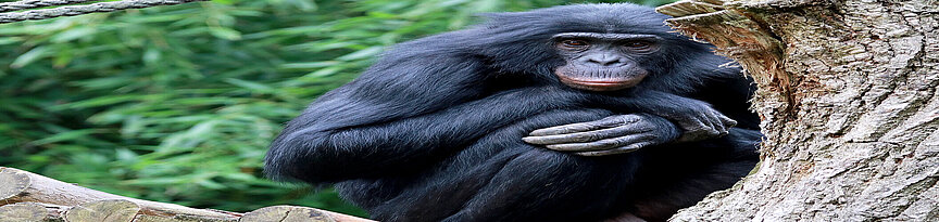 Pygmy chimpanzee 