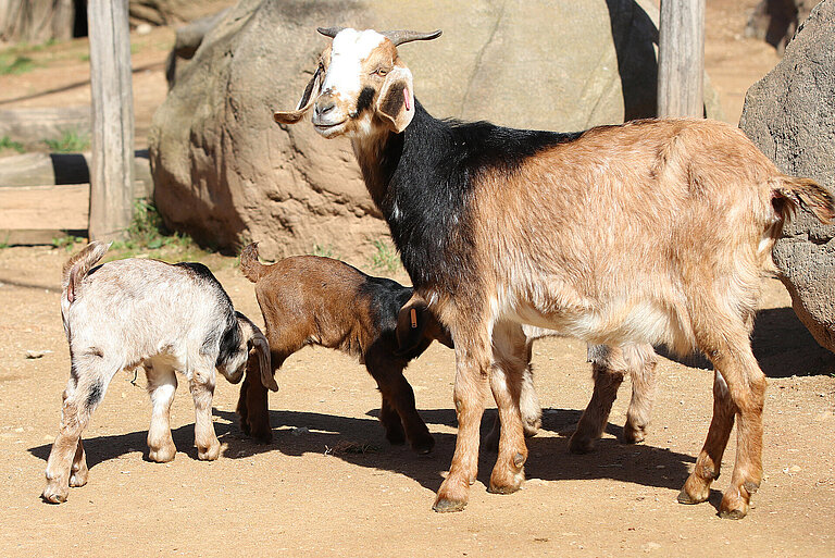 Damara Goat with her youngs
