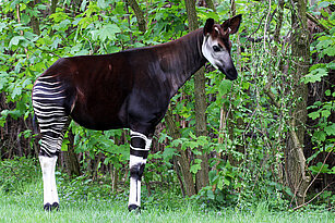 Okapi steht im Okapi-Wald