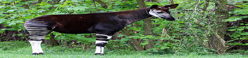 Okapi steht im Okapi-Wald