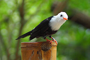 Rotschnabel-Fluchtvogel seitlich von vorn steht auf einem Geländerholm