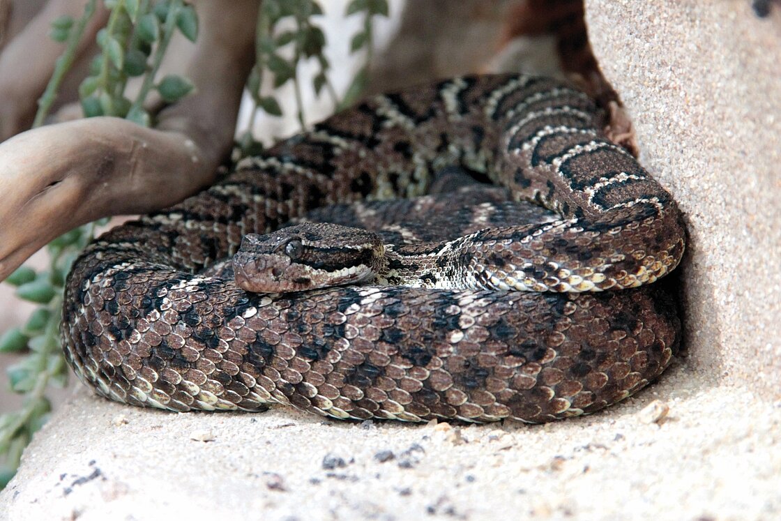 The see the Arizona black rattlesnake at Zoo Leipzig!