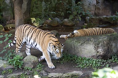 Zwei Tiger auf der Anlage, einer liegt, der andere schleicht umher.