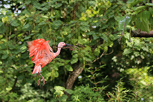 Roter Sichler fliegt mit Zweigen im Schnabel zu seinem Nest