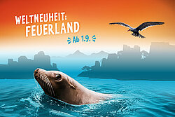 Kalifornischer Seelöwe und Inkaseeschwalbe vor grafischem Felshintergrund