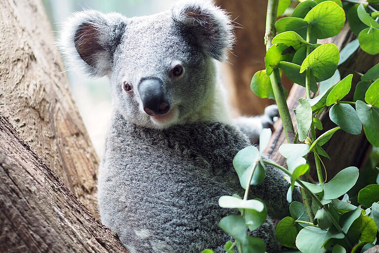 Koala Bouddi in seinem Revier