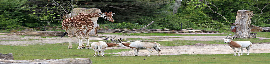 Scimitar-horned oryx and a giraffe