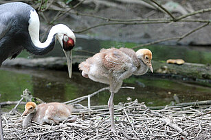 Weissnackenkranich steht im Nest mit zwei Jungtieren
