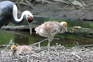 White-naped crane with two young