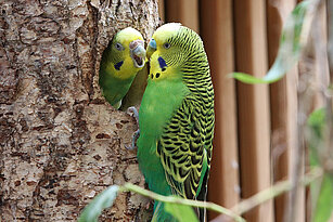 Budgerigars breed in tree hollows