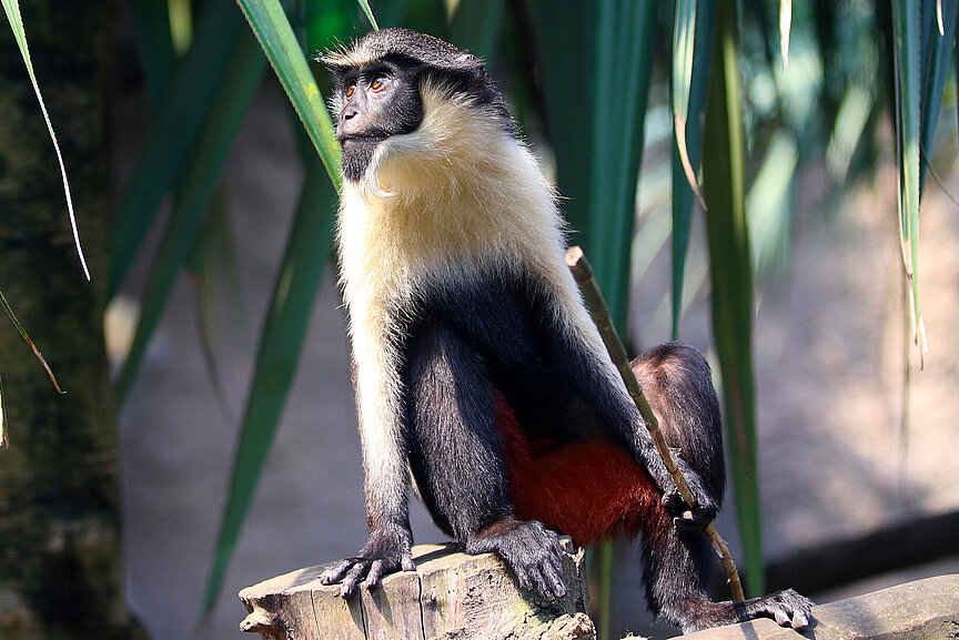 Diana monkey 