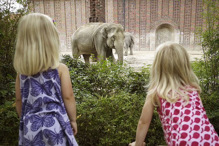Kinder beobachten die Elefanten