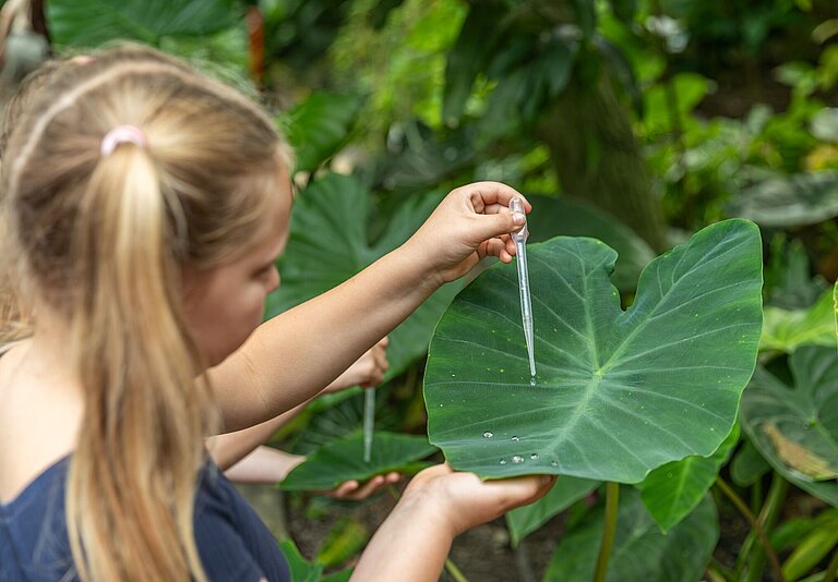 Kindmit Pipette an großem Blatt, auf dem Wasser abperlt