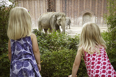 Kinder beobachten die Elefanten