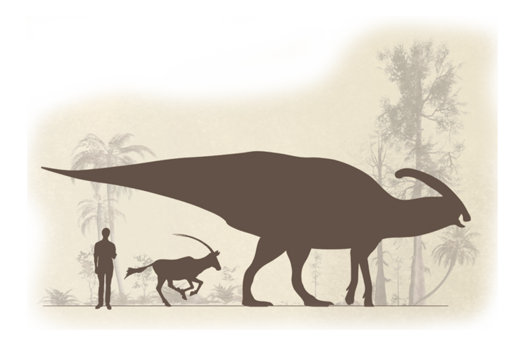 Größenvergleich Parasaurolophus