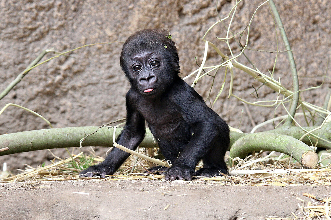Gorilla-Baby im Leipziger Zoo: Kleiner King-Kong kitzlig