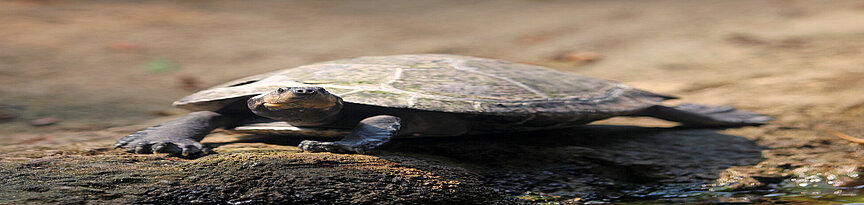 Arrau-Schienenschildkröte von der Seite am Wasser
