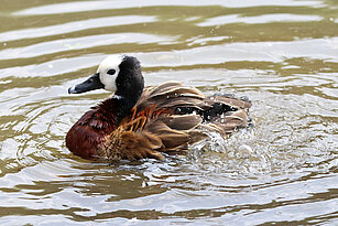 swimming White-faced whistling duck 