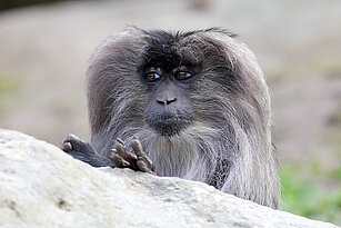 Lion-tailed macaque 