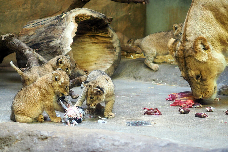 Löwenrundel im Schaugehege beim Fressen