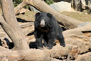 Indian sloth bear 