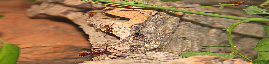 Mehrere unterschiedlich große Blattschneiderameisen krabbeln über ein Stück Holz
