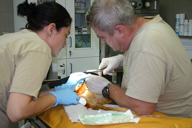 Operation beim Löwenäffchen in der Tierklinik