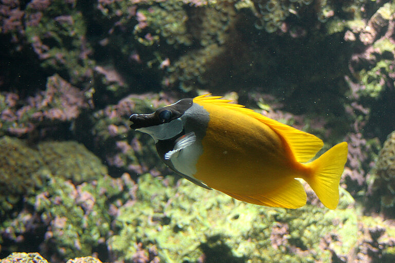 Gelbes Fuchsgesicht im Aquarium