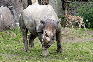 Eastern black rhinoceros with a cheetah in the background