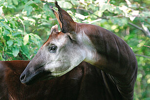 Okapi looking to the side