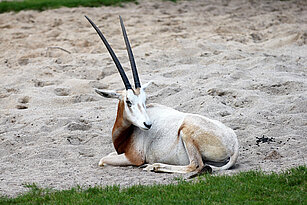 Scimitar-horned oryx laying in the sand