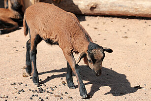 ein Kamerunschaf Jungtier von schräg vorn mit gesenktem Kopf läuft über Sandboden, der teilweise mit Kügelchen aus Schafkot bedeckt ist