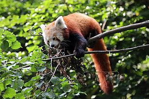 Nepalesischer Roter Panda sitzt zwischen den Ästen