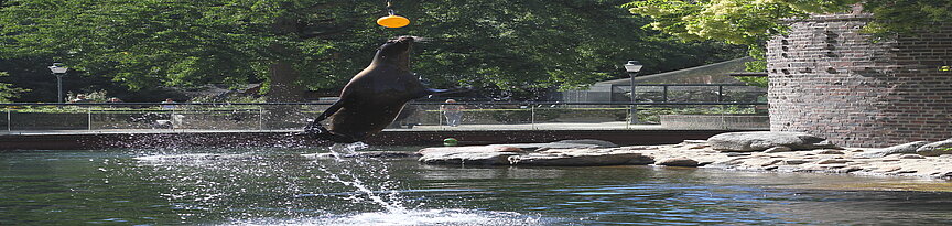 Seelöwe springt aus dem Wasser an einen Ball