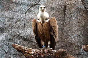 Griffon vulture sitting on the rocks