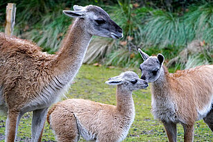 Guanaco with her two youngs