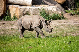 Eastern black rhinoceros baby