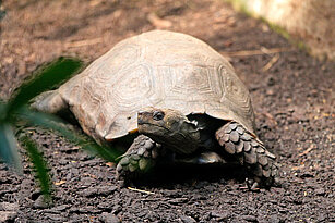 Asian brown tortoise from the front