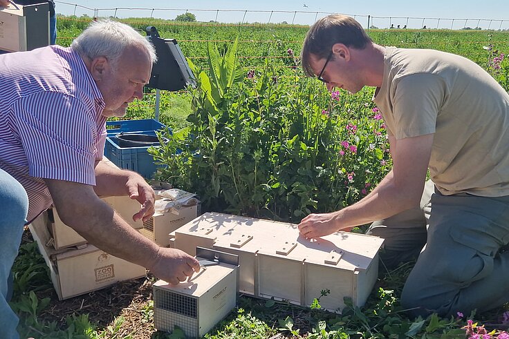 Zoodirektor und Kurator mit Feldhamster auf einem Feld