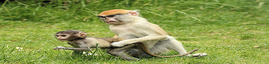 Patas monkey and her baby