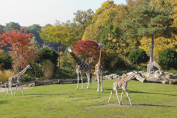 Giraffen auf der Kiwara-Savanne