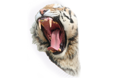 Kopf zähefletschender Tiger