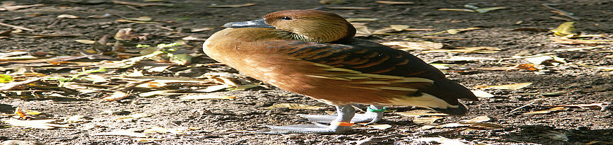 Fulvous whistling duck 