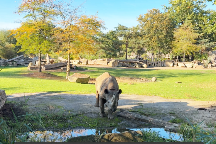 Nashorn auf der Savanne an einem Wasserloch