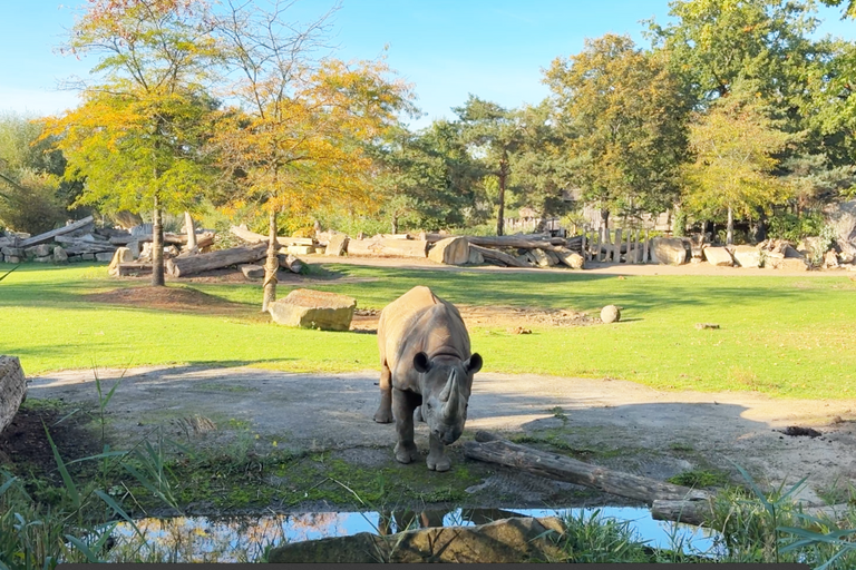 Nashorn auf der Savanne an einem Wasserloch 