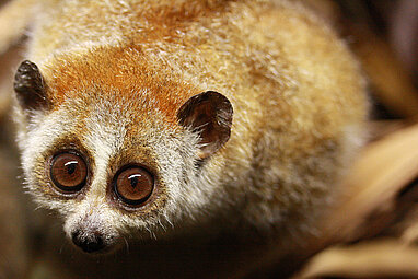 Pygmy Slow Lorises: Meet them at Zoo Leipzig!
