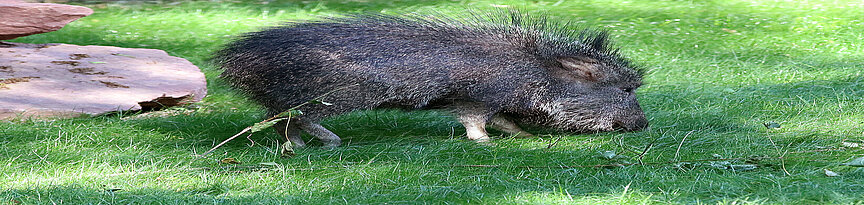 Chaco-Pekari schnüffelt im Gras
