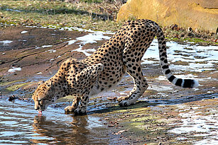 Ein Südafrikanischer Gepard von der Seite steht gebückt am Ufer und schleckt mit seiner Zunge Wasser aus einem Graben. Am Ufer sind einige Schneereste zu sehen, im Hintergrund Gras und ein Felsblock.